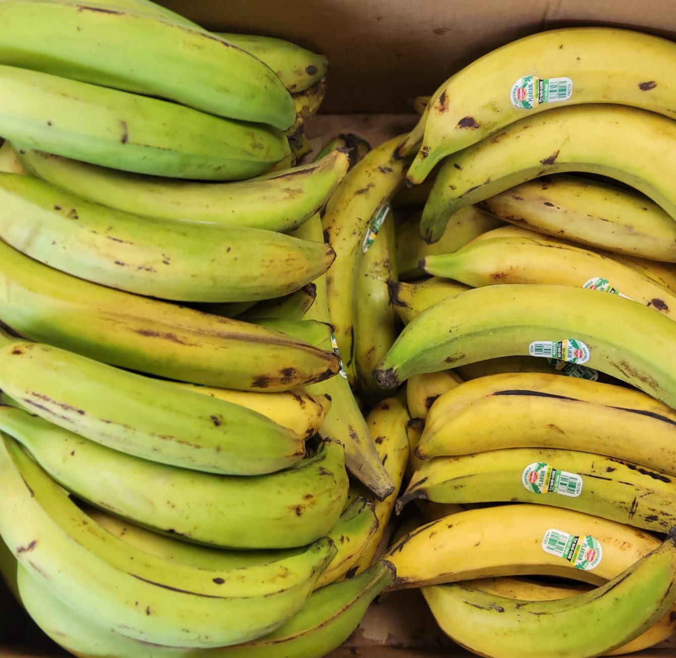 Plantain ( Fresh)