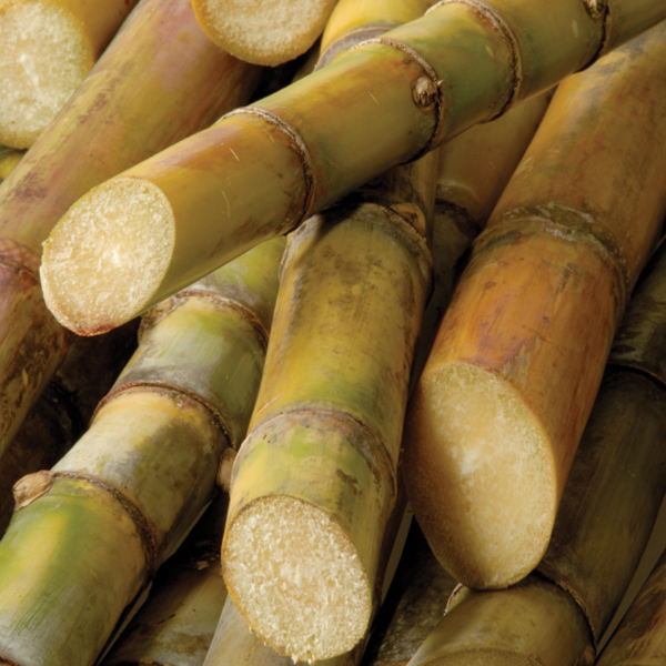 Fresh Local Sugar Cane Stalks