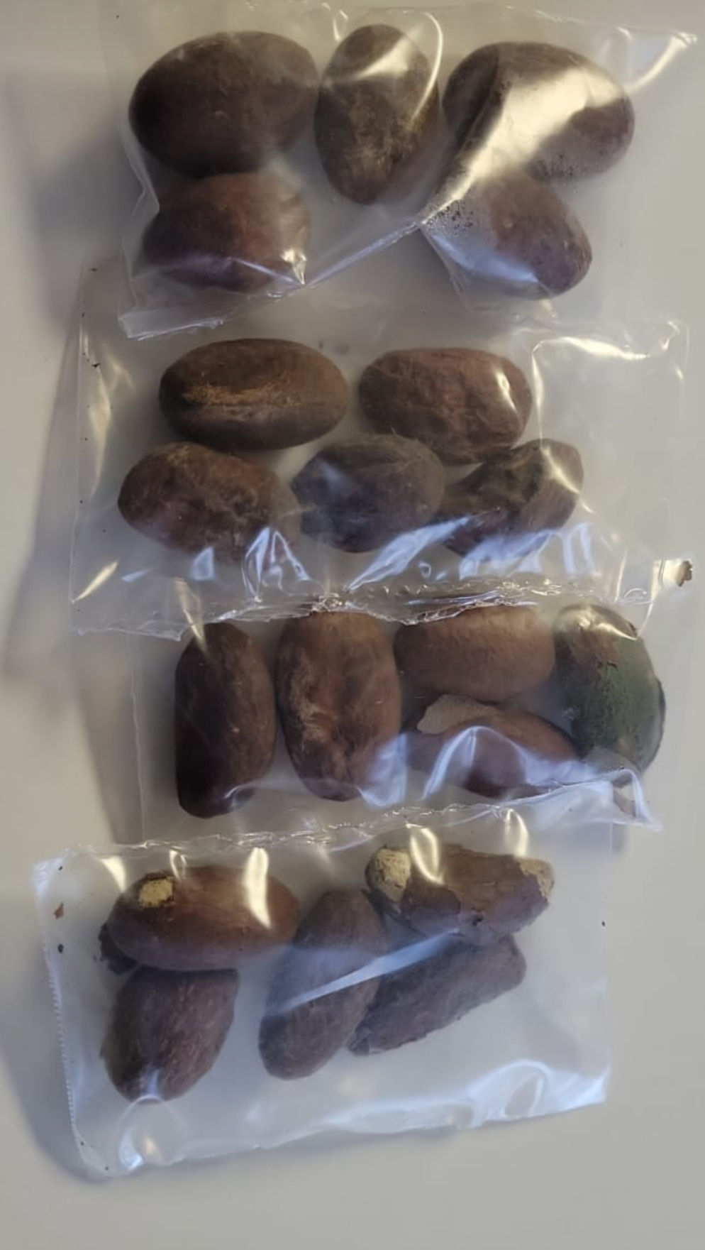 Bitter Kola